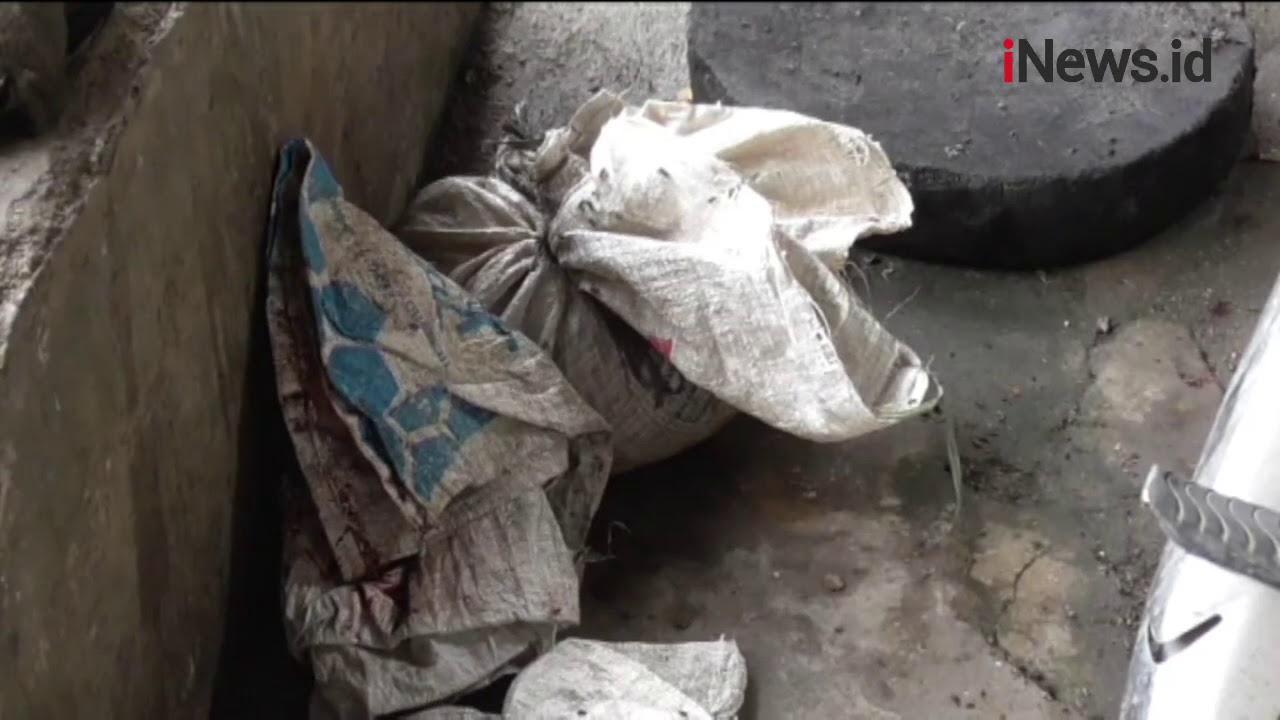Video Viral Jagal Kucing di Medan, Komunitas Pencinta Kucing Lapor Polisi