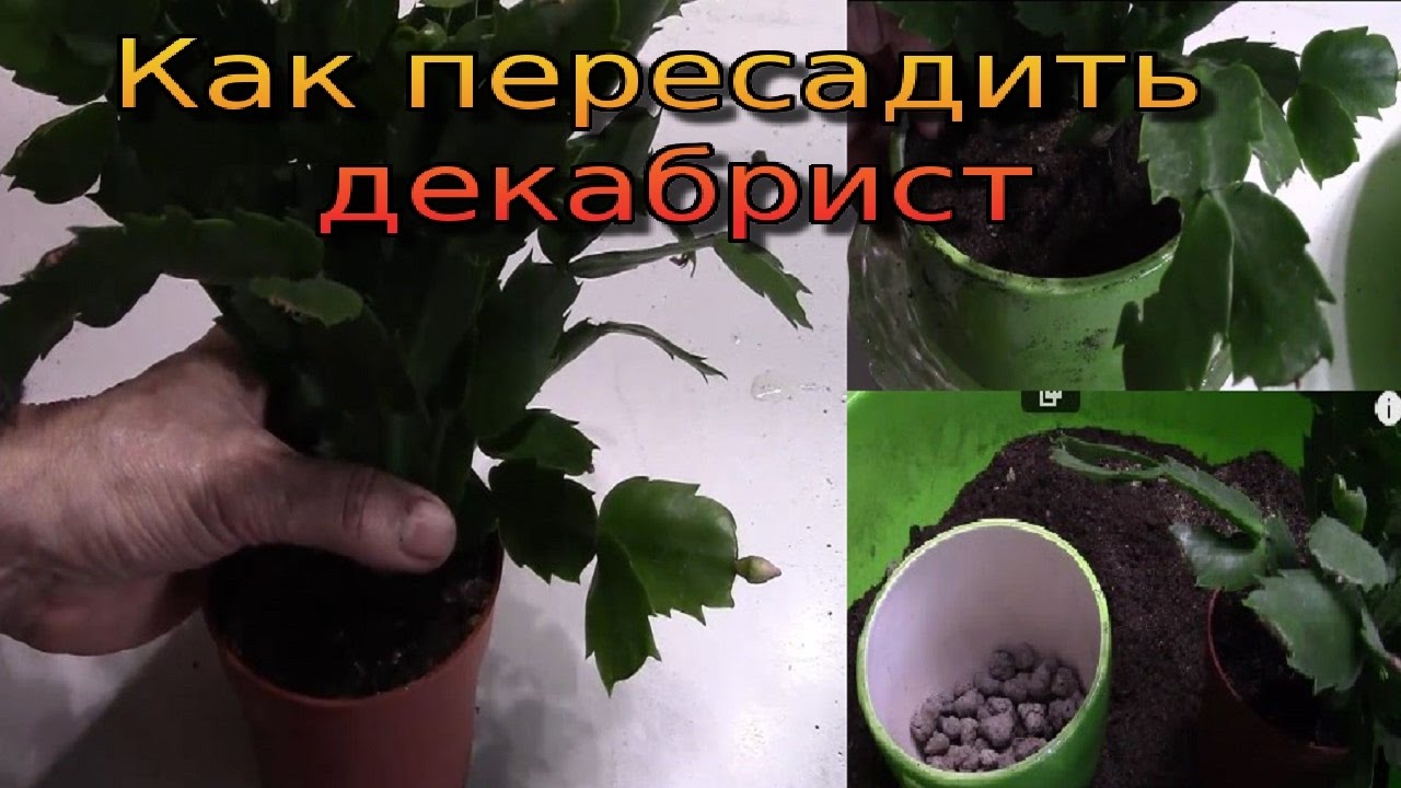 Декабрист цветок.  Шлюмбергер.  Перевалка.