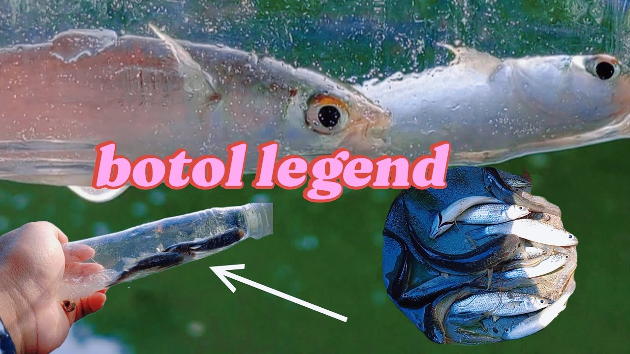 serunya merangkap ikan belanak pakai botol bekas @CAHBEJOCILACAP998 #jebakikan #mancing