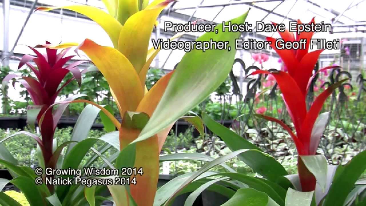 Bromeliads