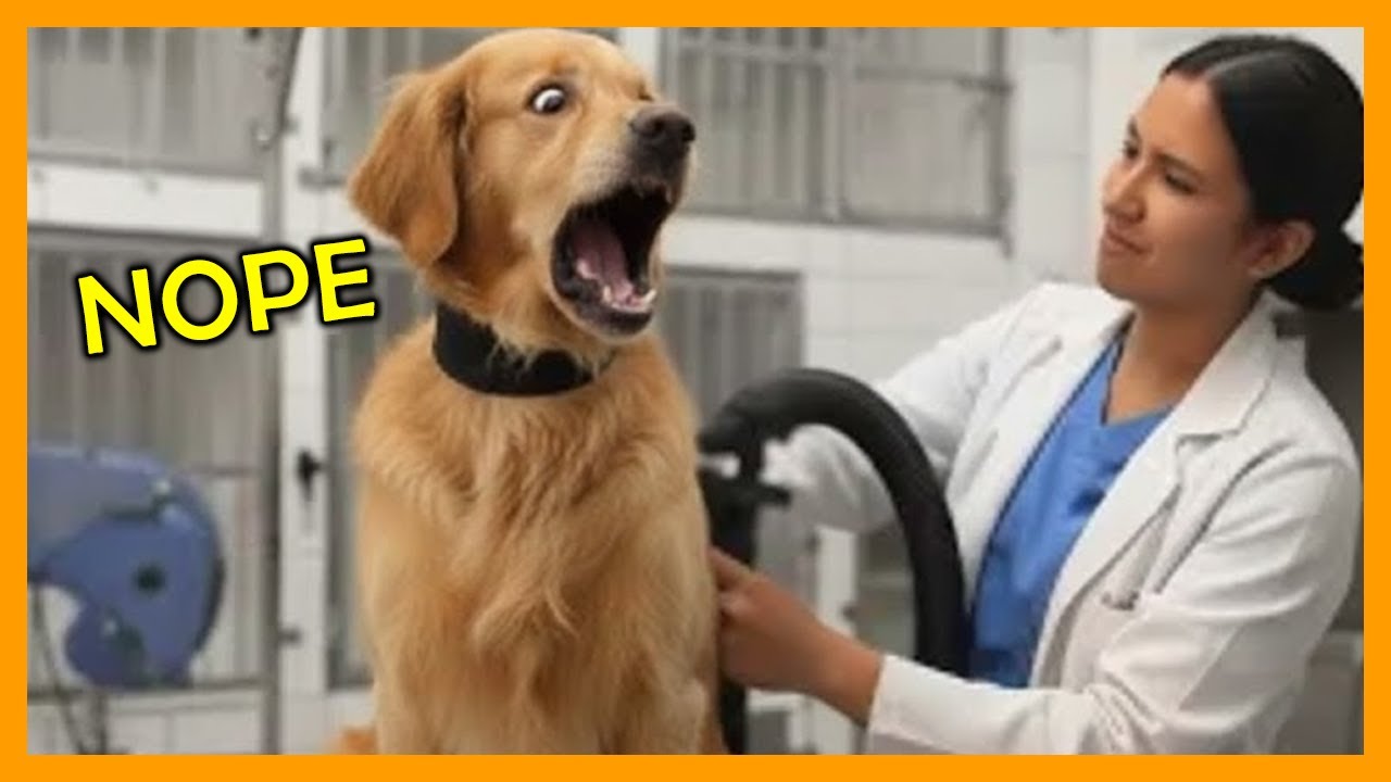 When Brave Dogs Finally Realize They’re At The Vet 😂🐕 Funny Dog Videos 2026