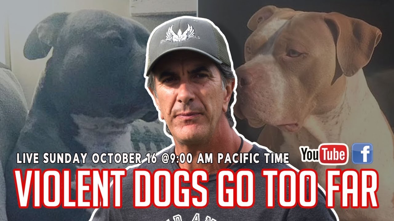 A Complete Tragedy - Violent Dogs Go Too Far