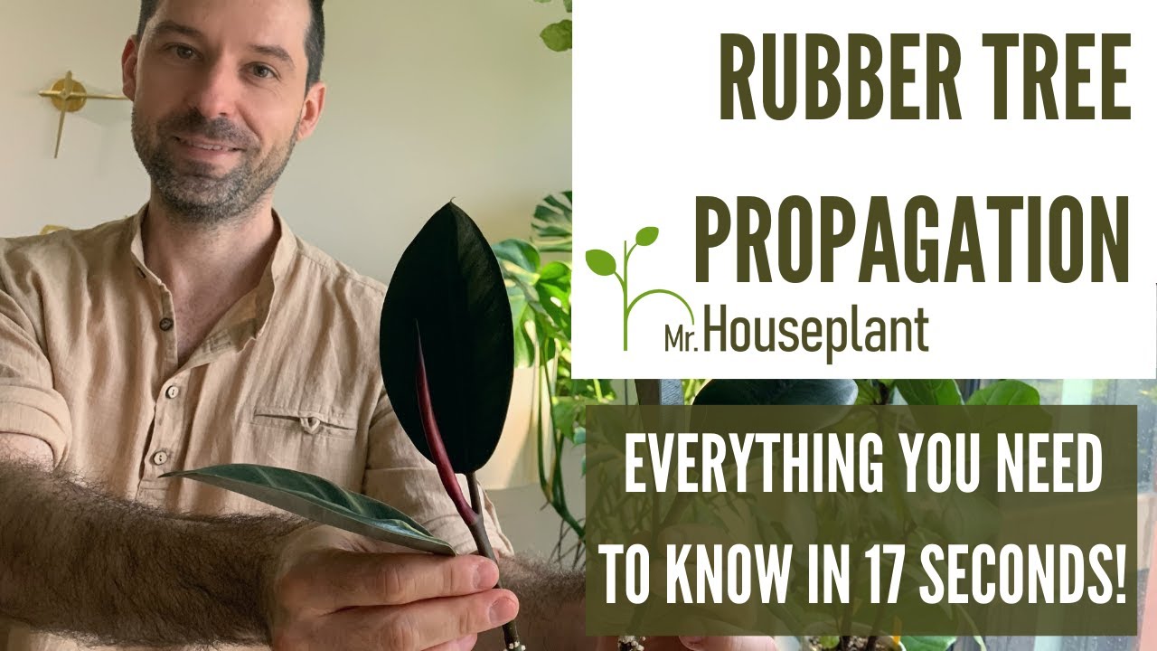 Rubber Tree Propagation (All You Need to Know in 17 Seconds)