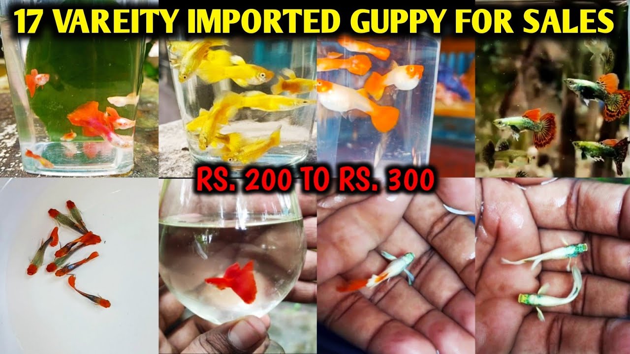Imported guppies for sale | Guppy fish sale | Tamil