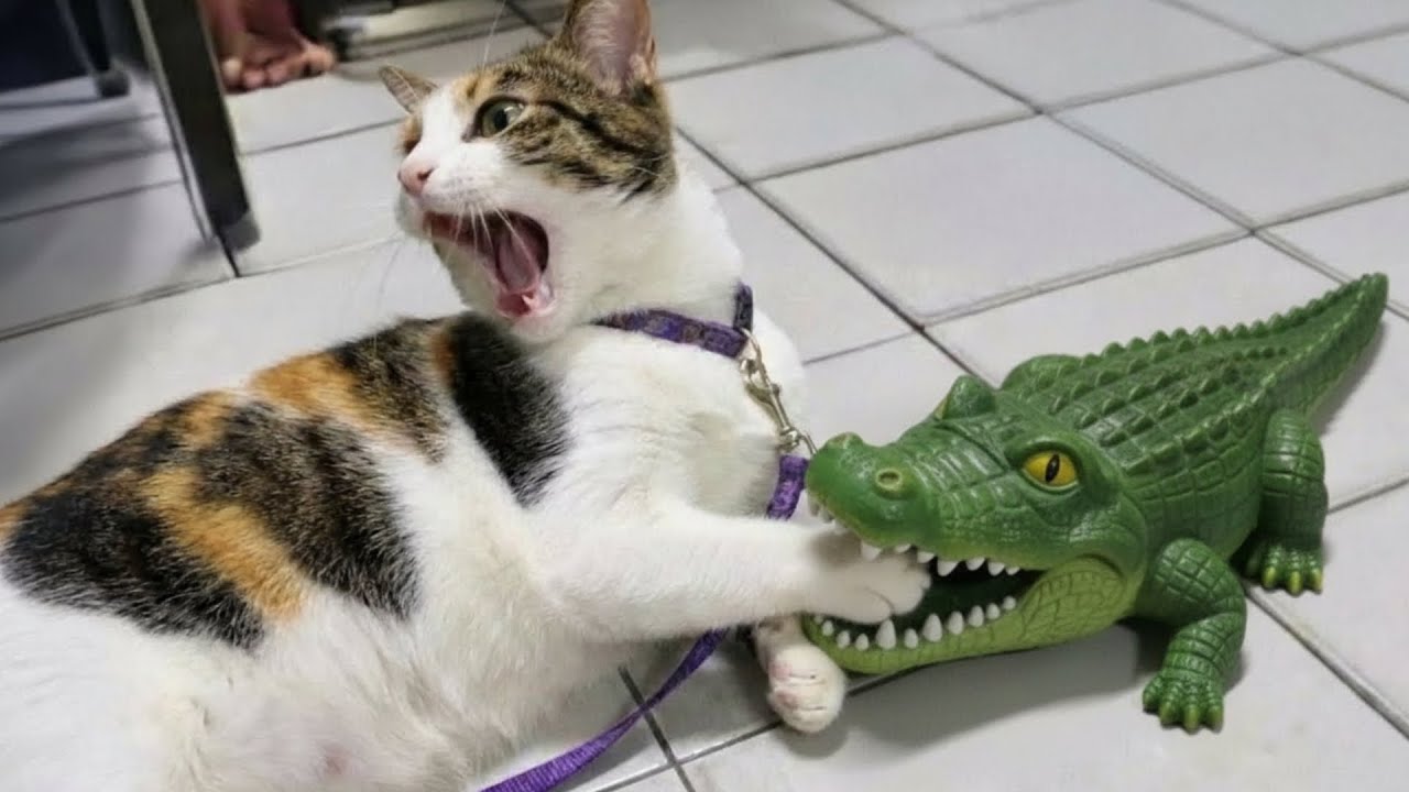 Не смейтесь 😂 Новые смешные видео с кошками и собаками 😹🐶 Часть 1