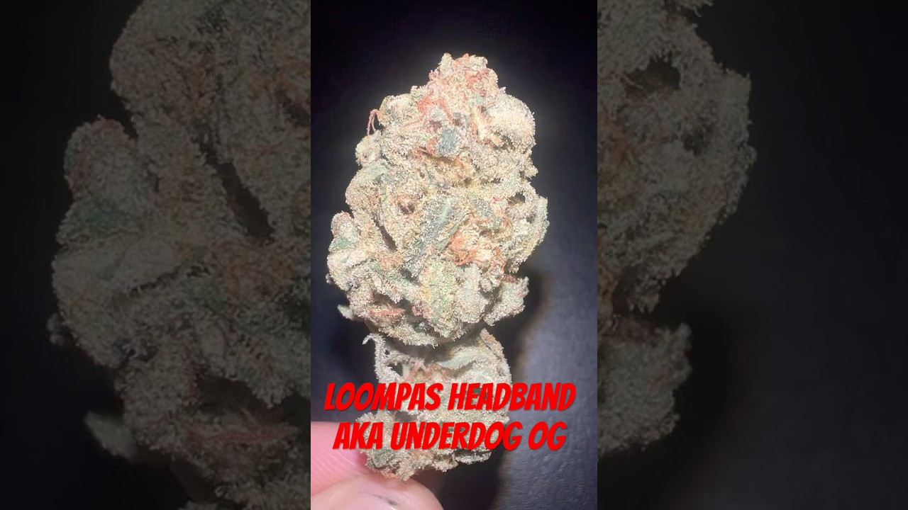 Loompas headband Aka Underdog og strain review