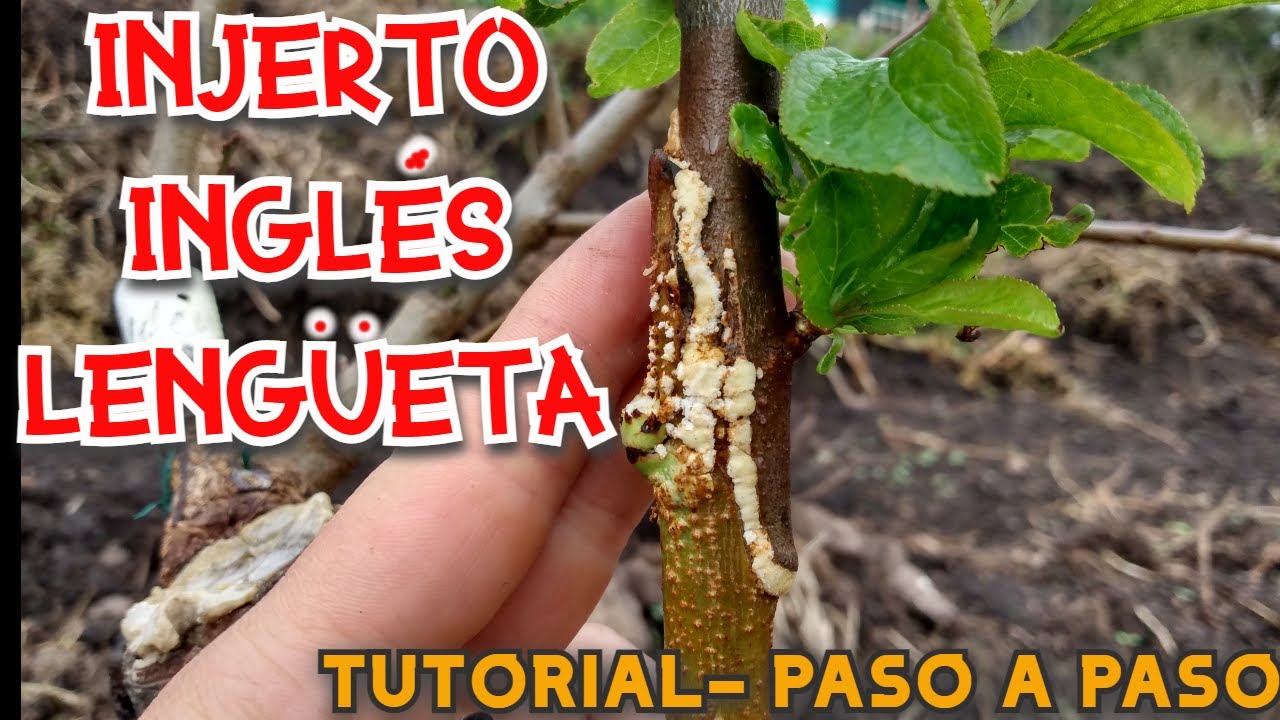 INJERTO INGLÉS O LENGÚETA // TUTORIAL PARA INJERTAR FRUTALES PASO A PASO FACÍL // METODO EXITOSO