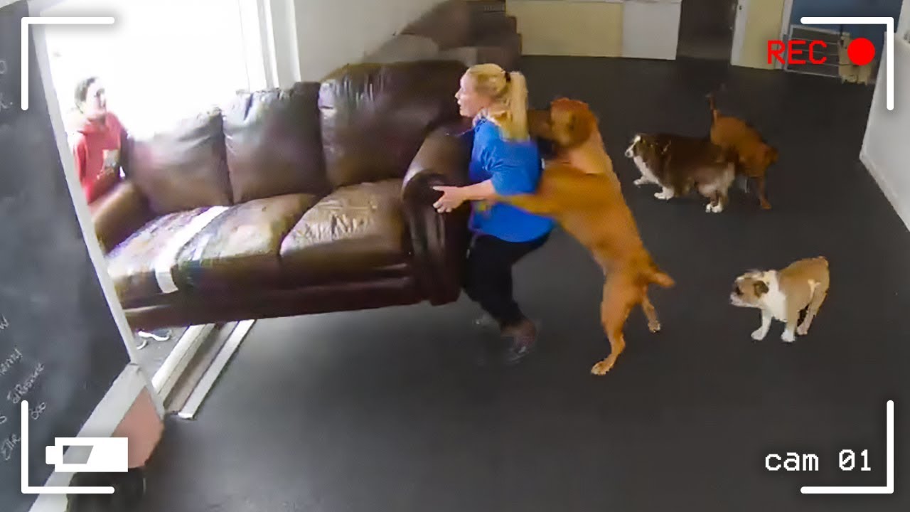 MOMENTOS INCRÍVEIS GRAVADOS PELAS CÂMERAS