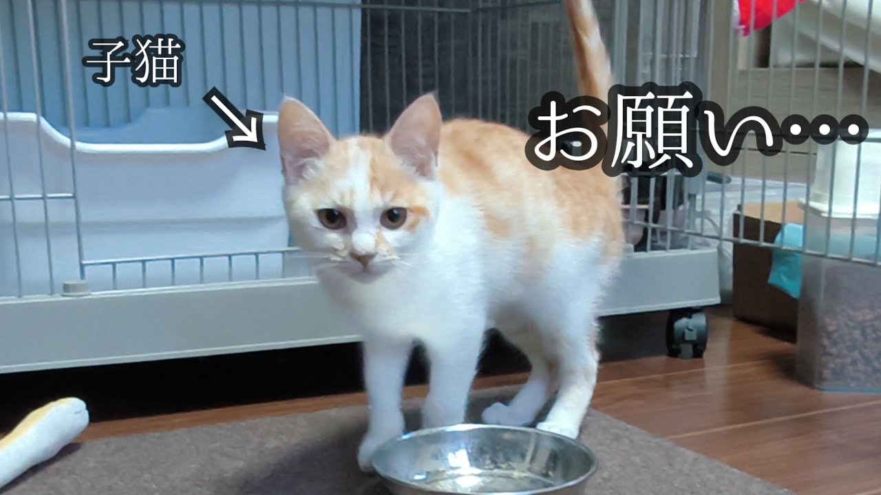 子猫のすいちゃんが可愛すぎる…