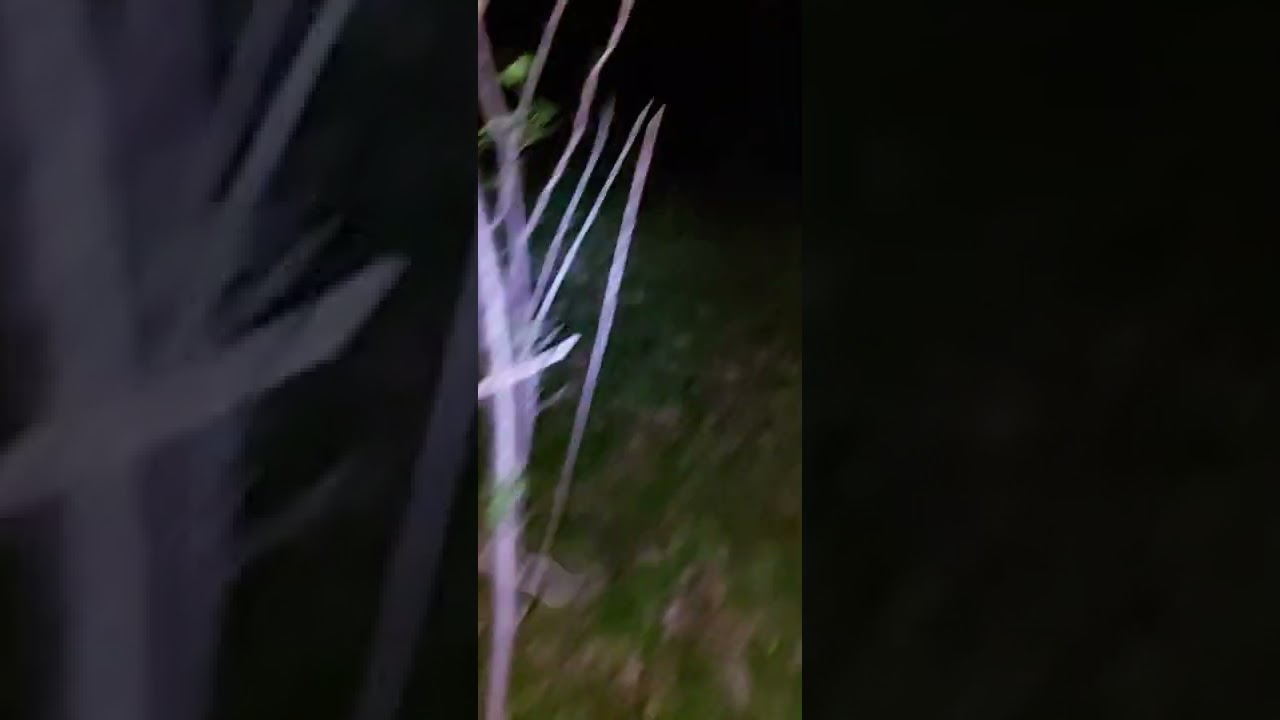 Atak Bobra