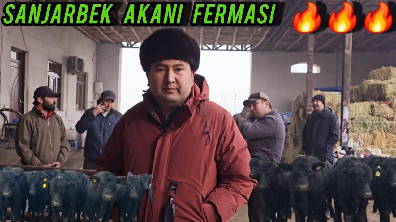 SANJARBEK AKADAN ANGUS BUQALAR  