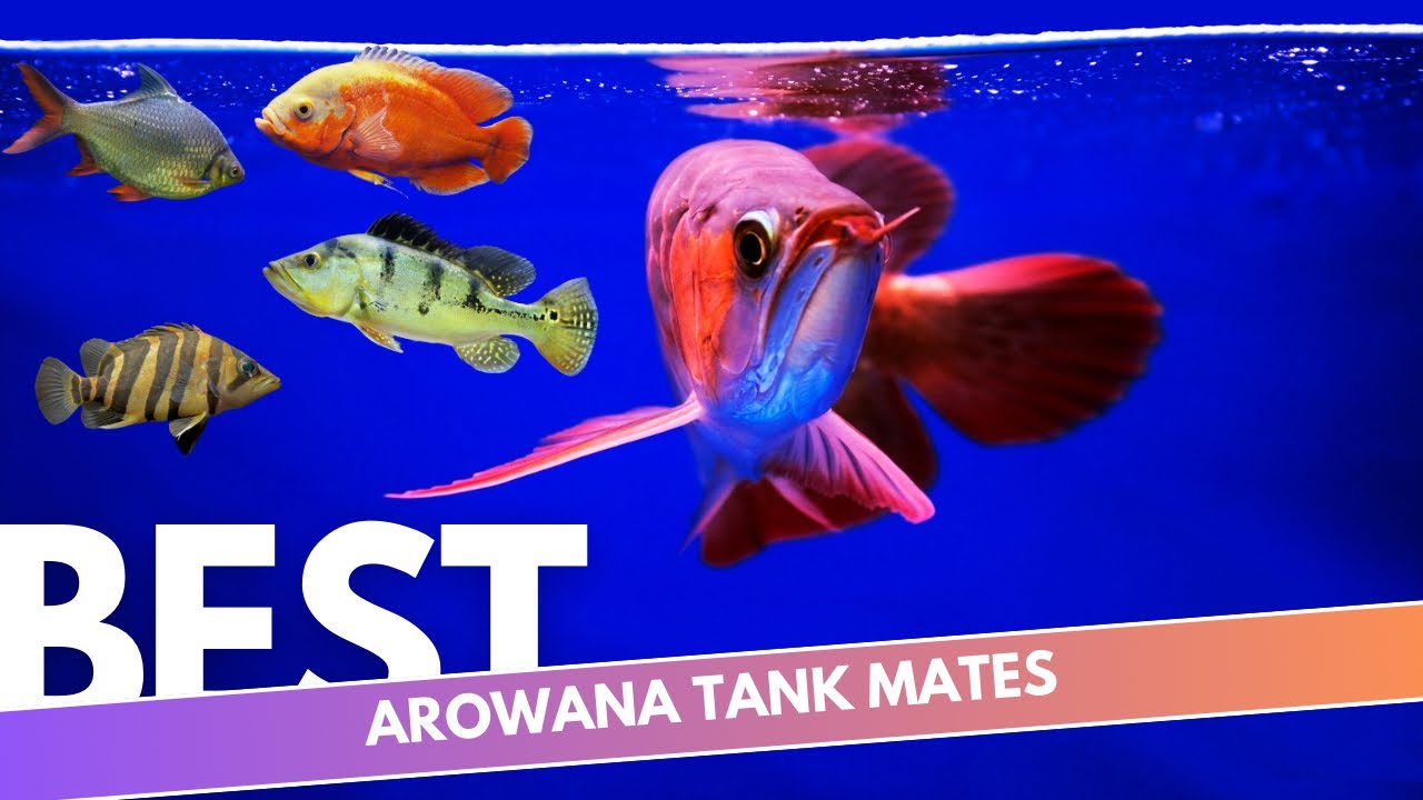 Wanna give your arowana a friend?, these are THE BEST tank mates for your arowana