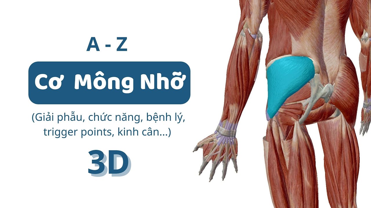#14: Cơ Mông Nhỡ (3D) | A-Z đặc điểm các nhóm cơ