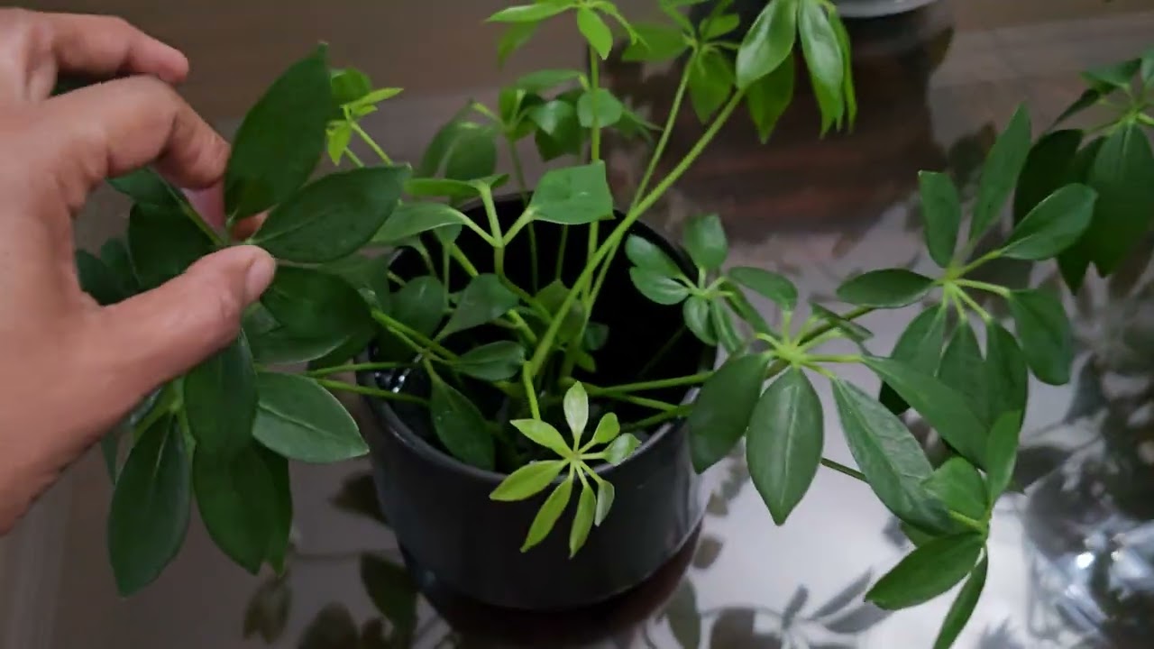Dwarf Umbrella Tree update after hard pruning