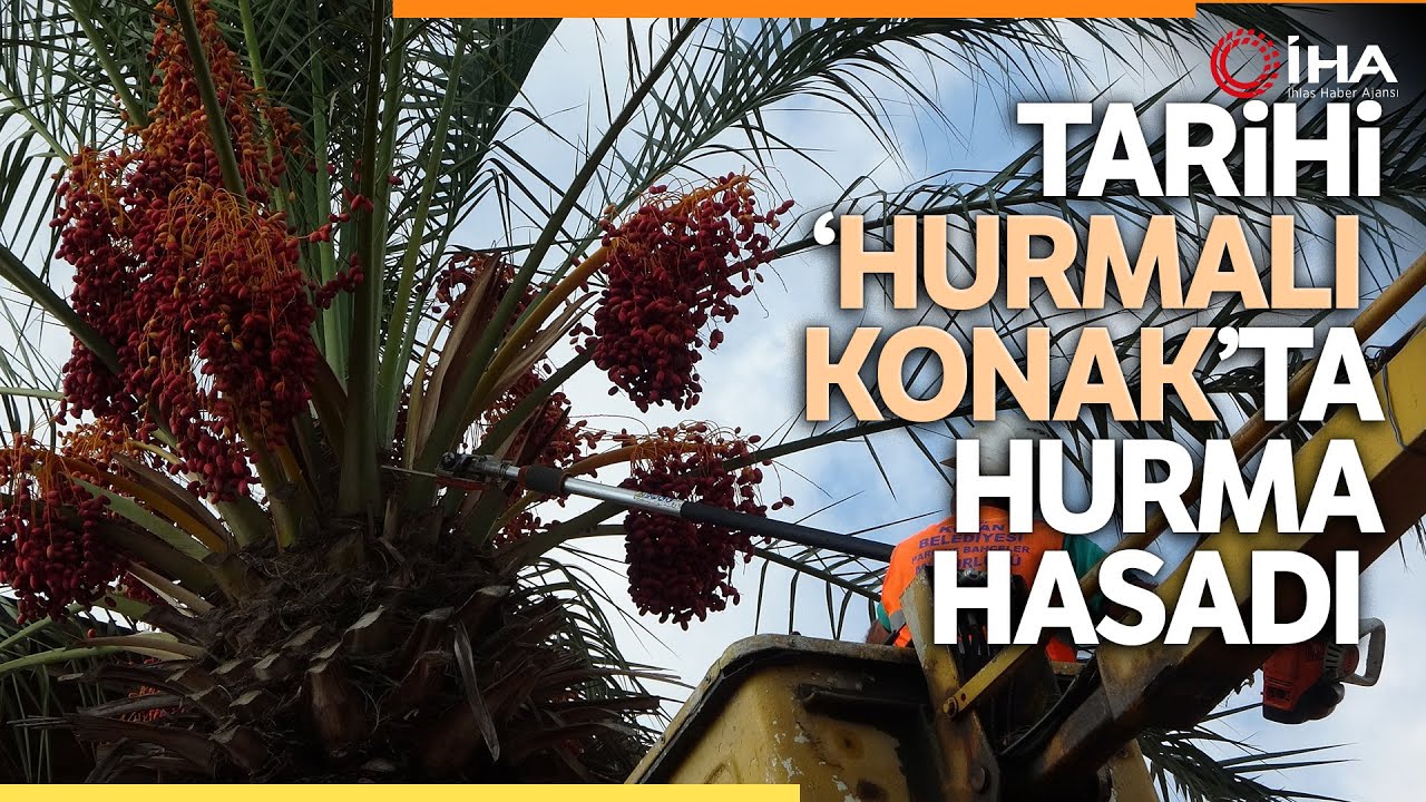Tarihi 'Hurmalı Konak'ta Hurma Hasadı Yapıldı