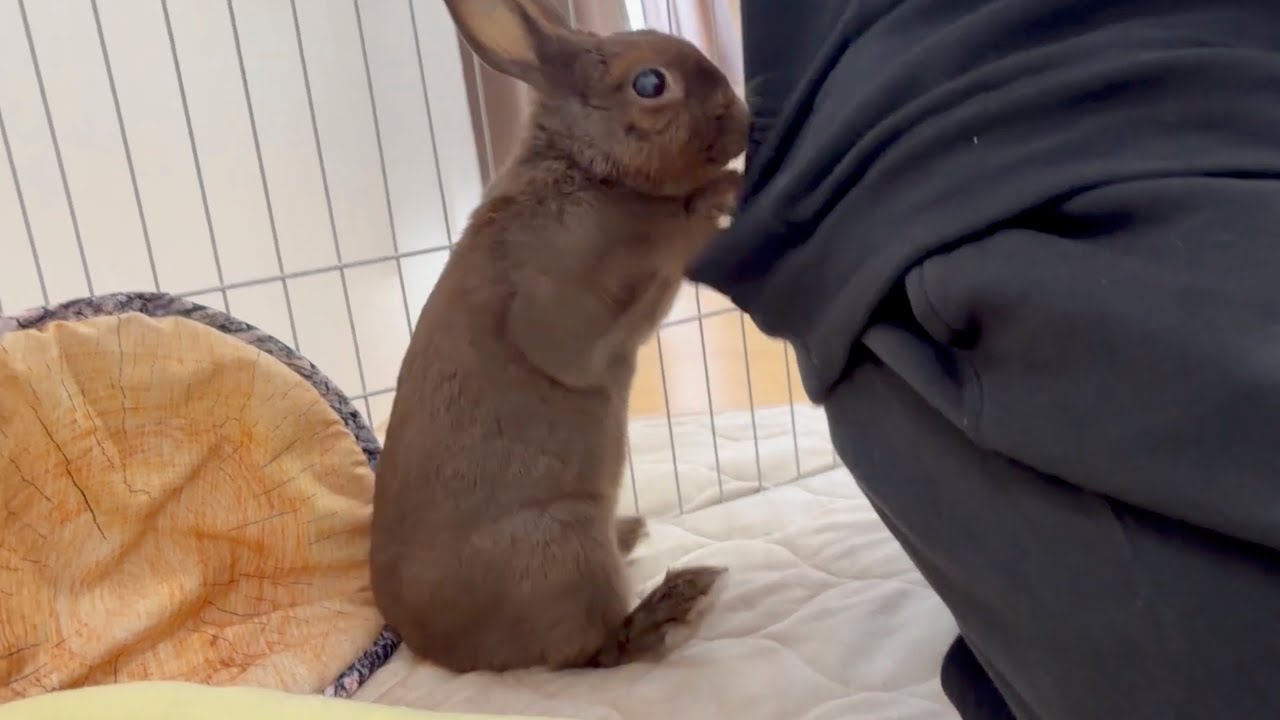 急所を狙って飼い主にホリホリ攻撃するこまる。“2026年1月4日・6日”