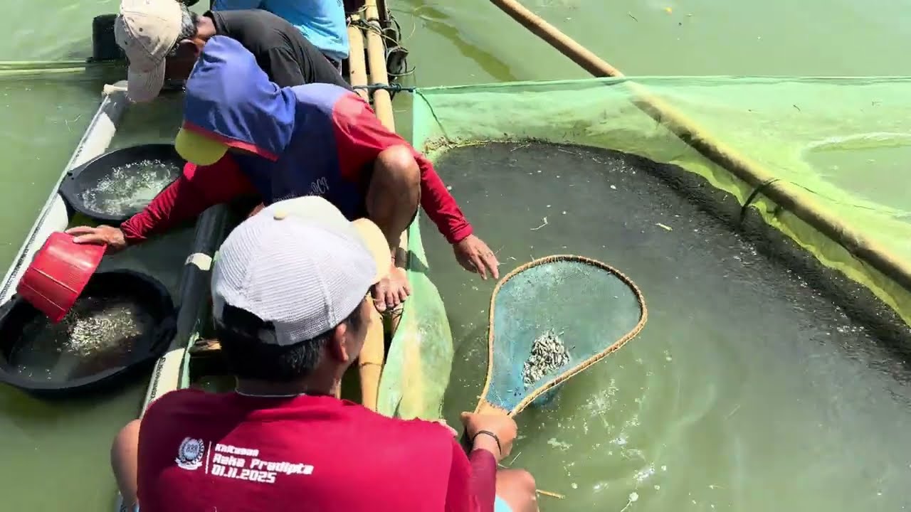 Обильный улов мальков (73 кг) от материнского хозяйства Majestic Fish.