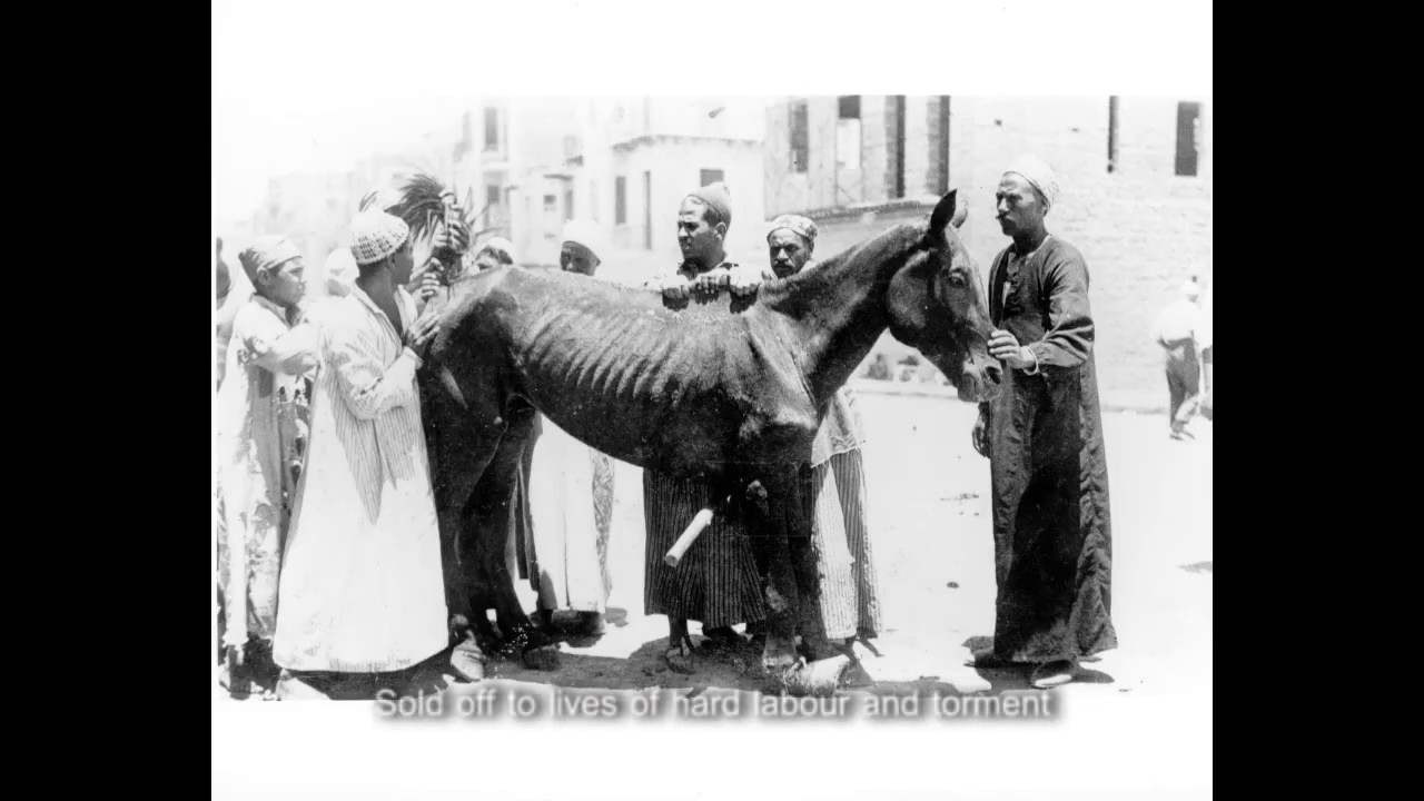 War Horses of WW1 and the beginnings of Brooke