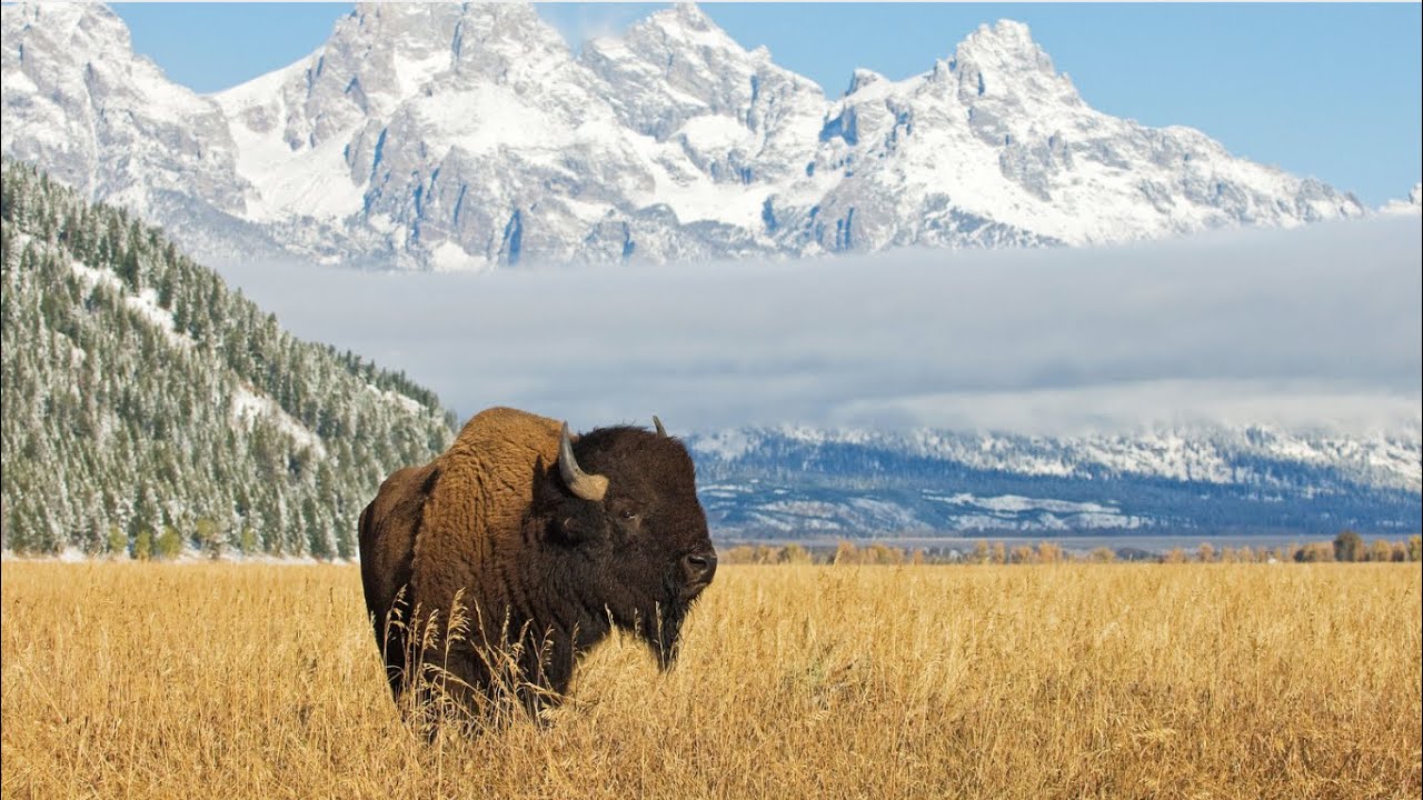 Buffalo Song | Native American Flute & Drum Song | Scale+Rhythm Song Series