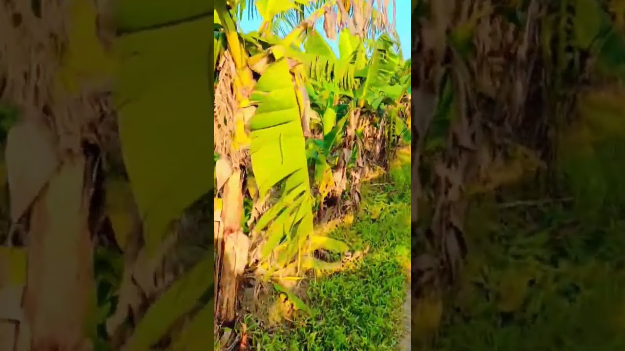 kerawa ke patwa pe newta#bhojpuri#music#song