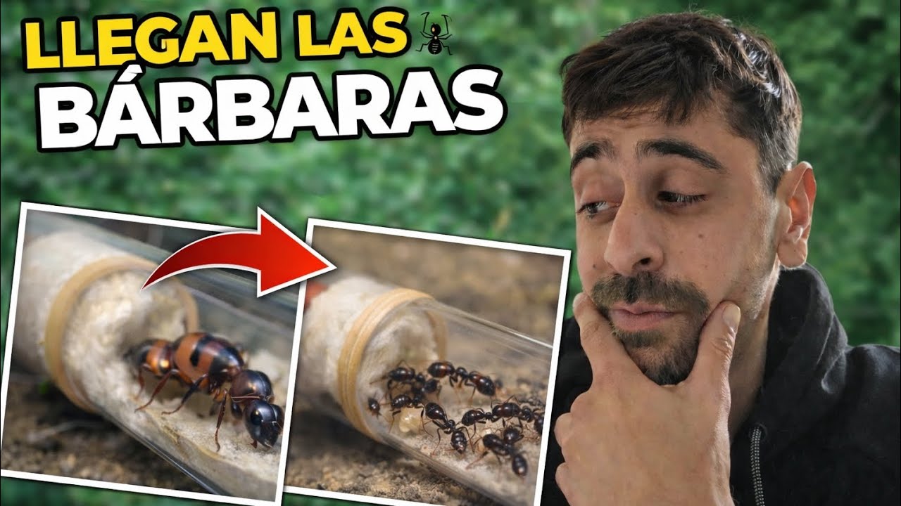 Llega mi colonia de camponotus Barbaricus🐜| Mudanza al hormiguero | primeras impresiones