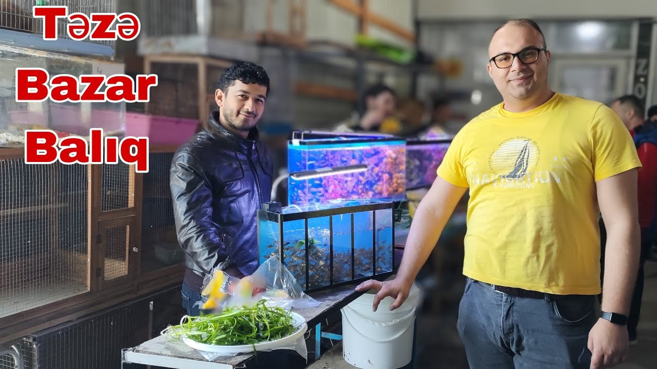 Təzə Bazar Balıq və akvarium satışı YENİ Çəkiliş @mubarizemintv2271