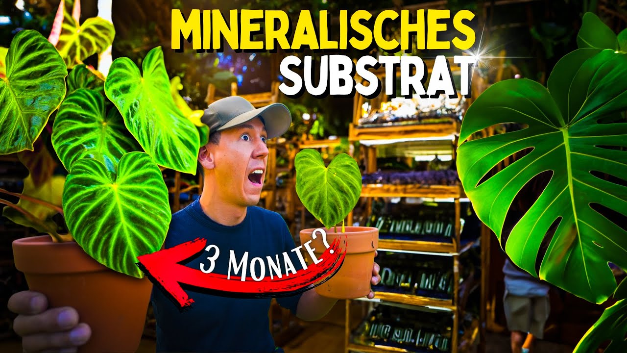 Mineralisches Substrat 3 Monate getestet 😱 Was geschah mit den Zimmerpflanzen im min. Substrat?