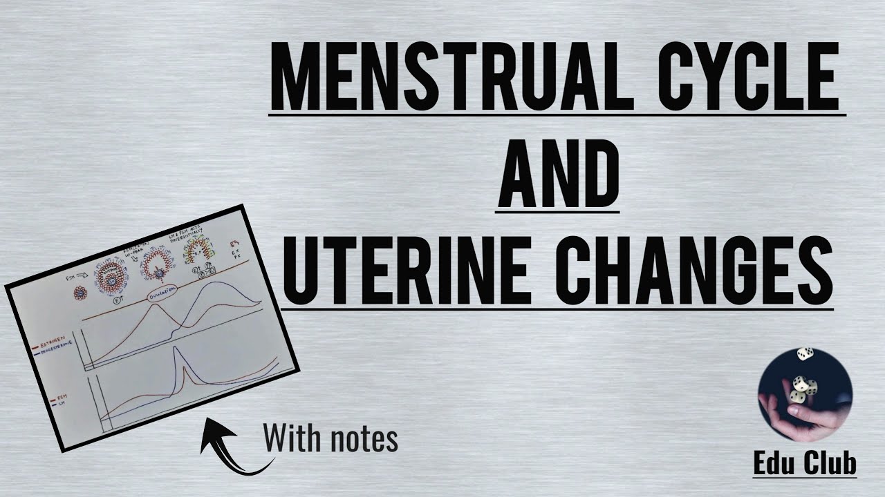 Menstrual Cycle And Uterine Changes || Reproductive Physiology