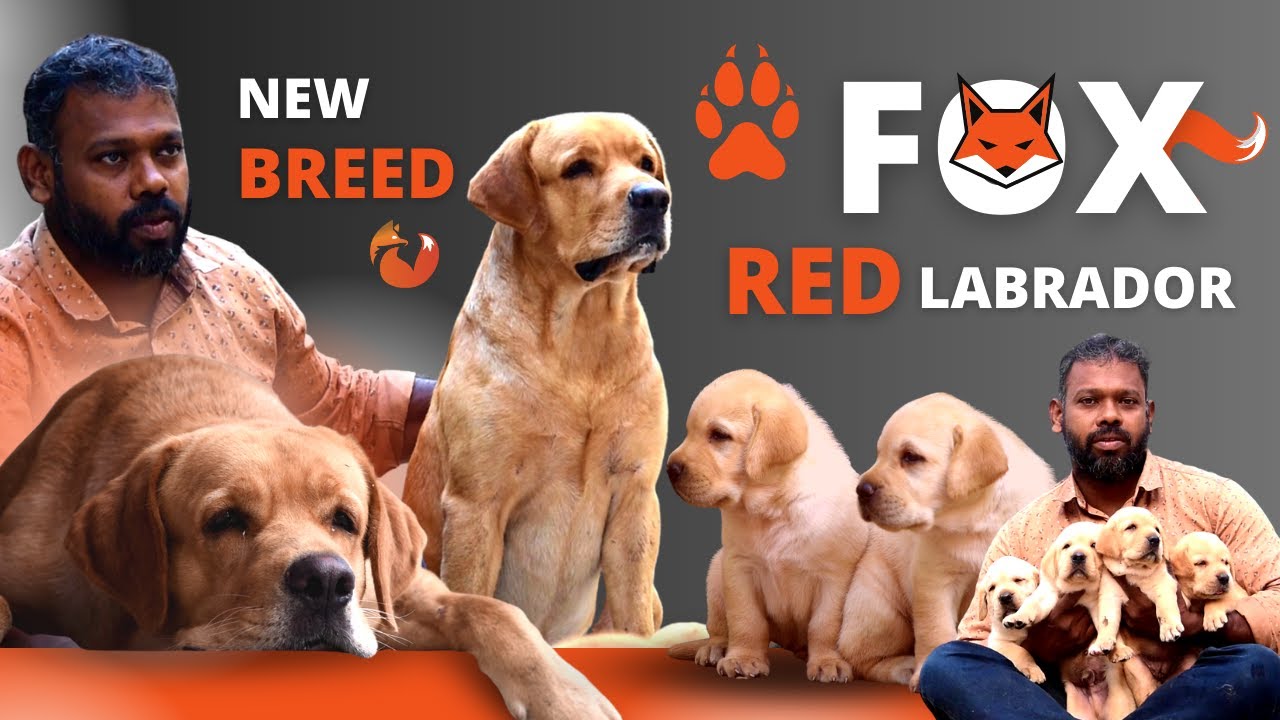Fox Red Labrador and puppies | Available at Kanyakumari - Nanba Kennels