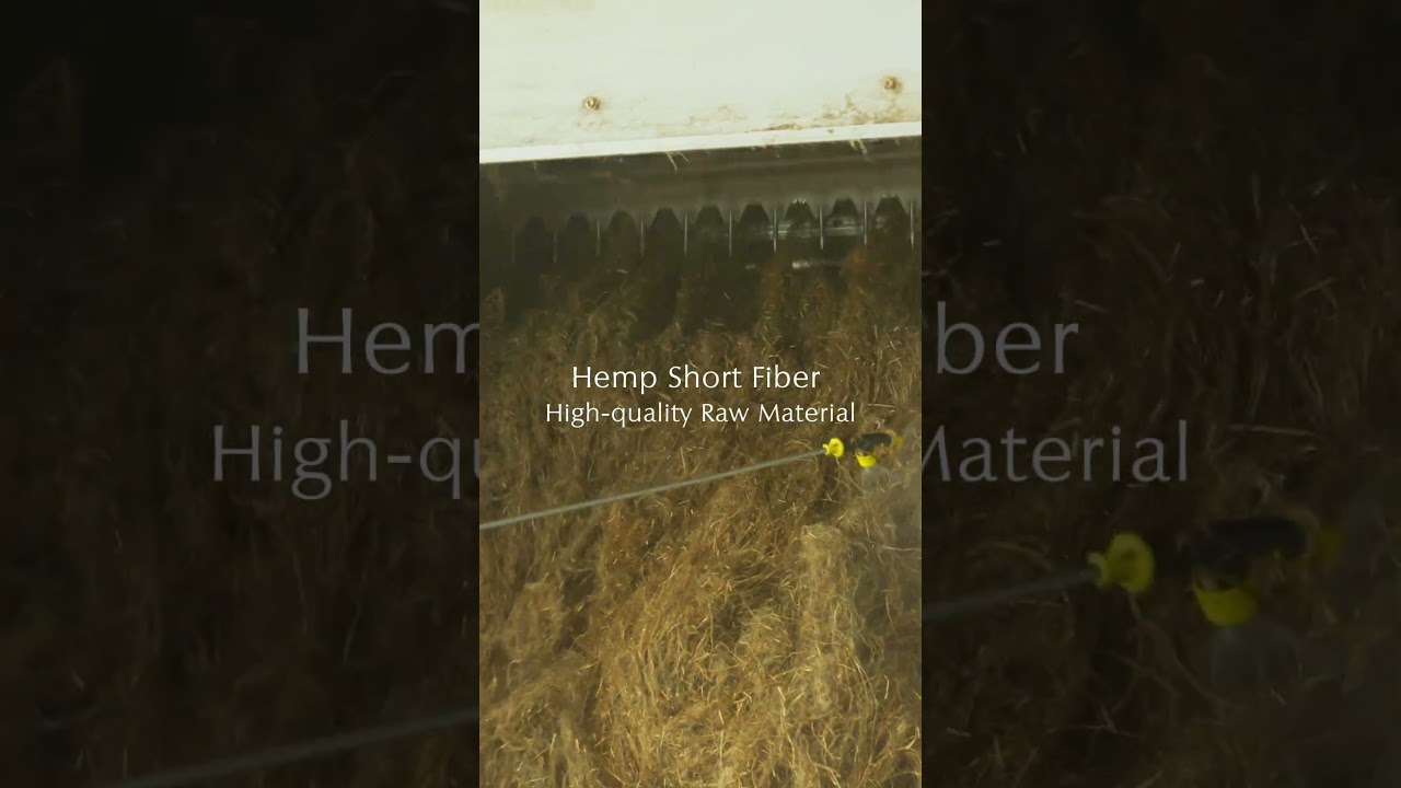 Hemp Short Fiber #hempfortex #hemp #fiber #fabric #hempfabric #HempShortFiber #VerticalHempSupply