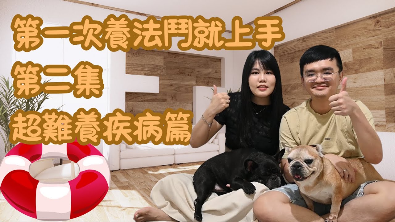 法國鬥牛犬怎麼照顧怎麼養｜各種疾病纏身，第一次養法鬥就崩潰嗎?｜超療癒法鬥的優缺點大公開!!!