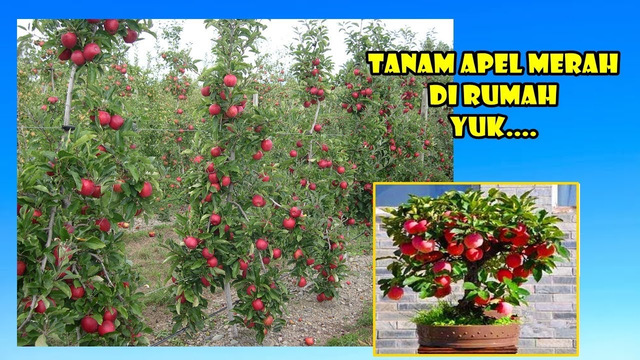 # TIS # TIPS AMER ! SENENGNYA PUNYA APEL MERAH DI HALAMAN RUMAH #KEBUNBIBITSAFA