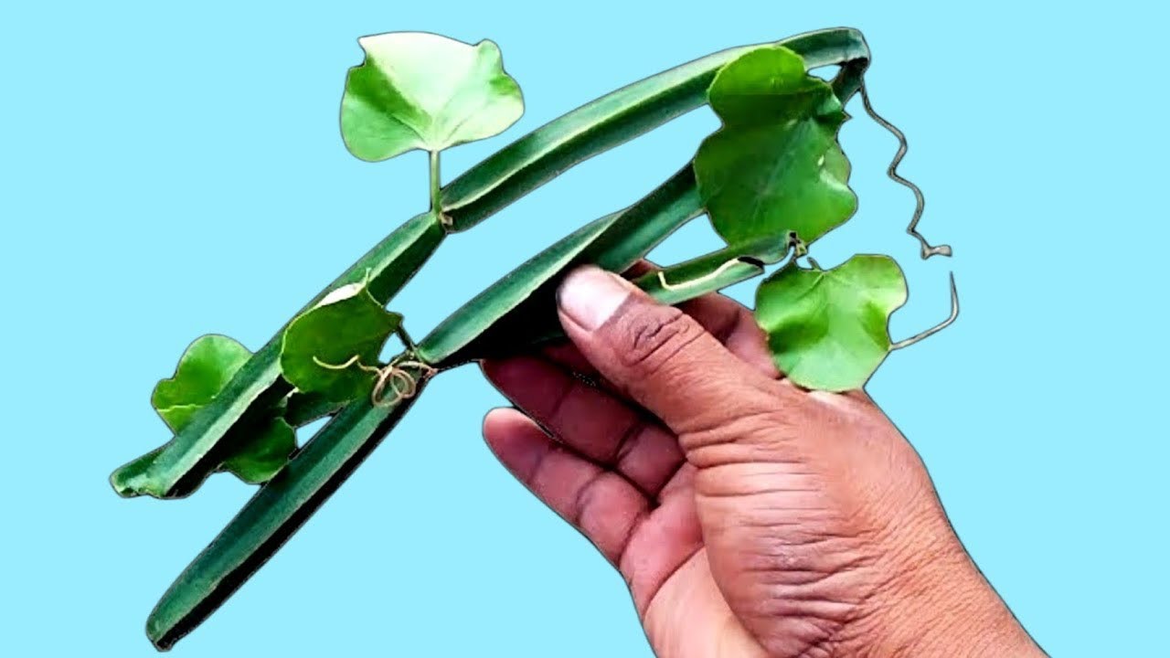 धन दौलत खीचेगा, हर इक्षा पूर्ति, हर सपने पूरी करेगी, असंभव को भी संभव कर देती है//