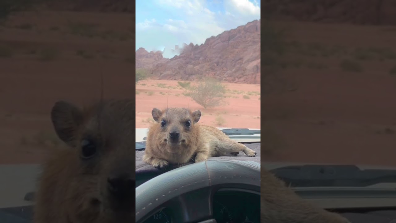 Hyrax meows at POV! #hyrax #wawa #animal