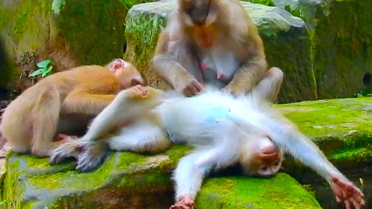 HEARTBREAKING! Helpless Monkey Collapses, Family Rushes To Save Him!