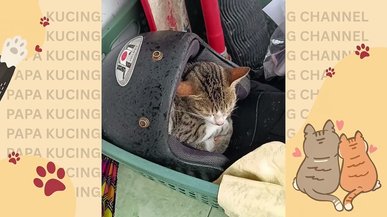 video compilation of sleeping cats #cat