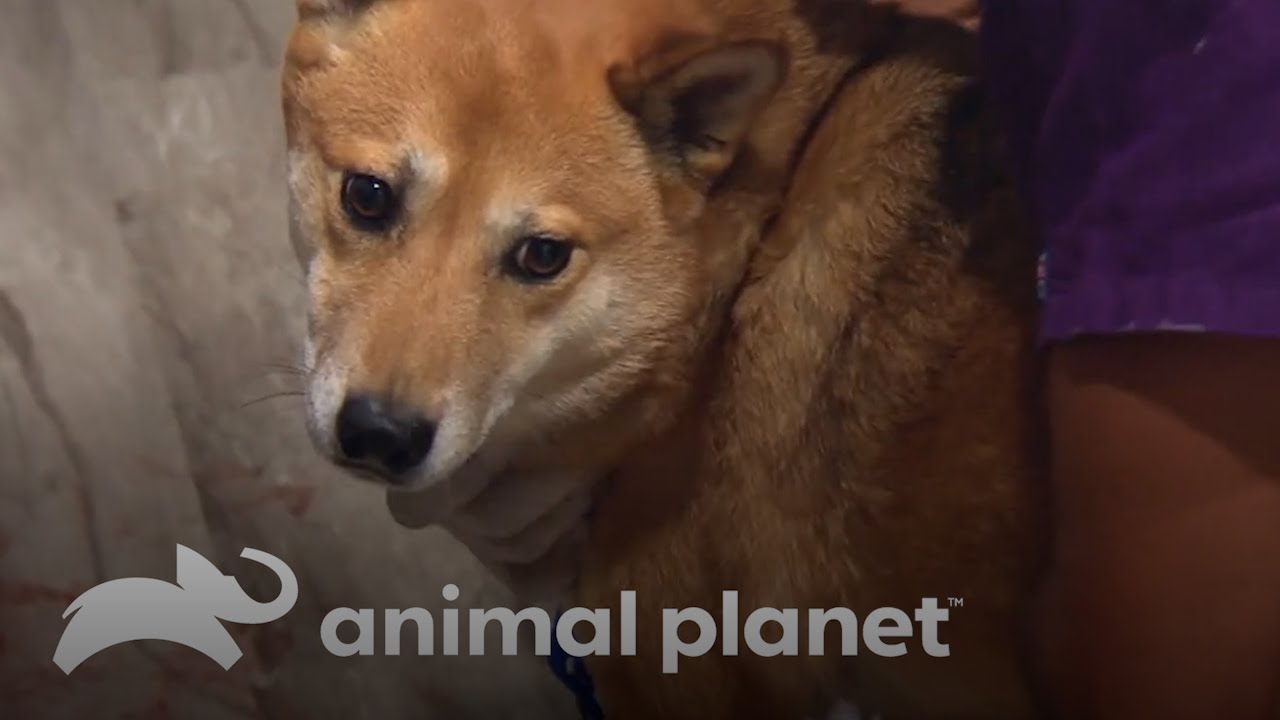 Una perra con una fractura expuesta en su pata | Dr. Jeff, Veterinario | Animal Planet Latinoam&eacute;rica