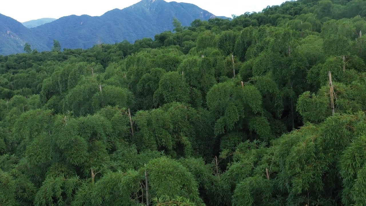 Avanzar hacia el desarrollo sostenible: ¿Se vende aire del bosque de bambú?