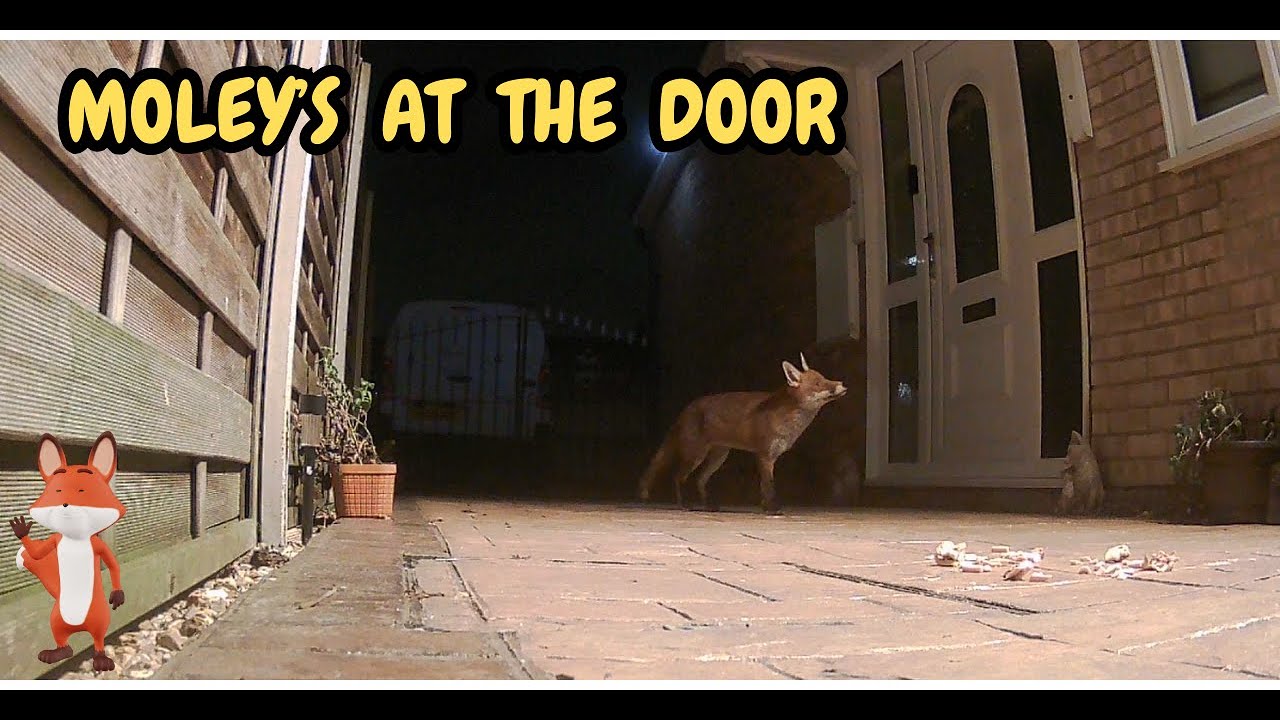 Moley's is at the door