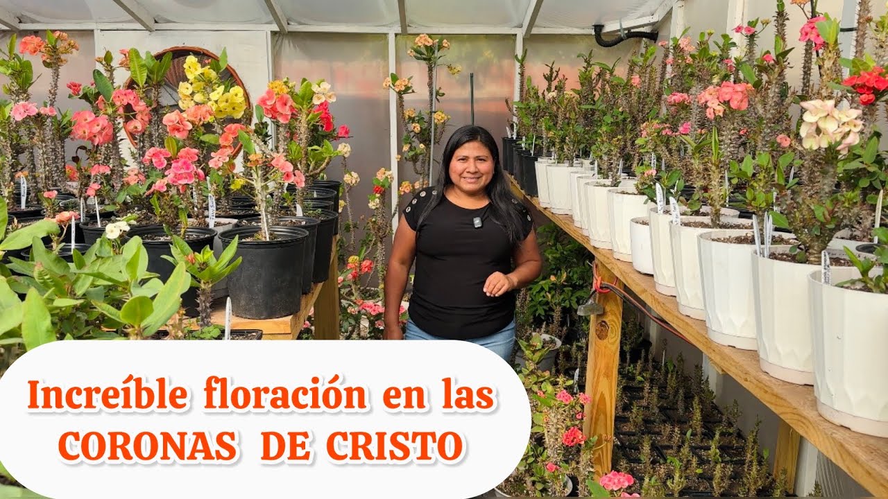 Gran variedad de plantas CORONAS DE CRISTO increíble floración de otoño 🍁 2025