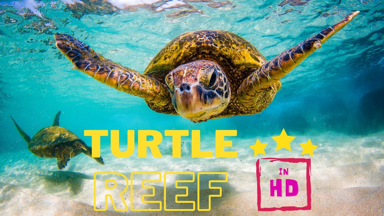 Turtle Reef...The Mesoamerican Great Barrier reef. 1080P HD
