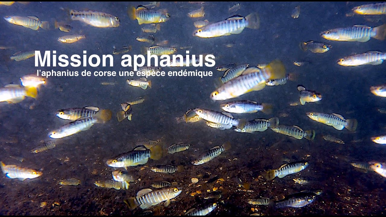 Mission aphanius. L'aphanius de corse, une espèce endémique