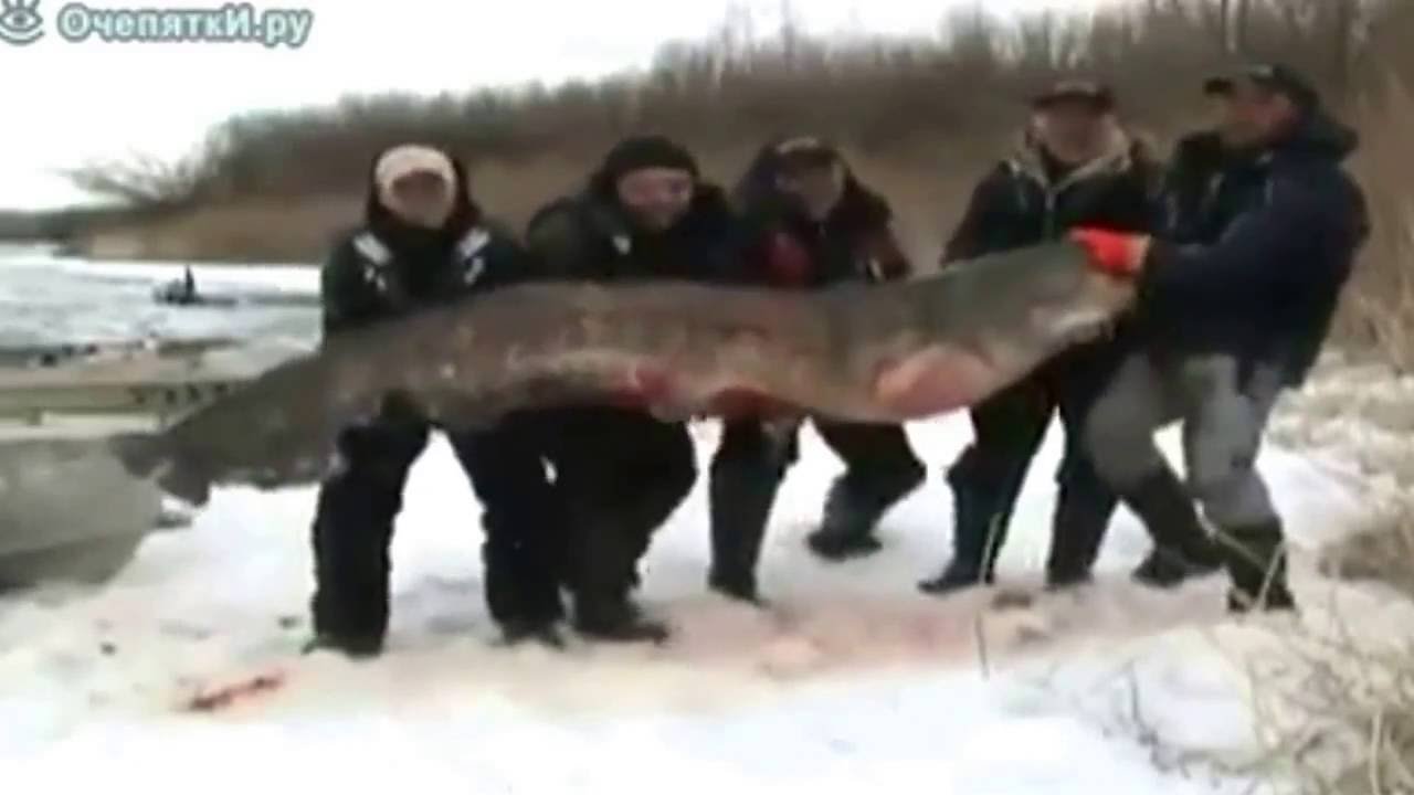 Siluri catfish fishing
