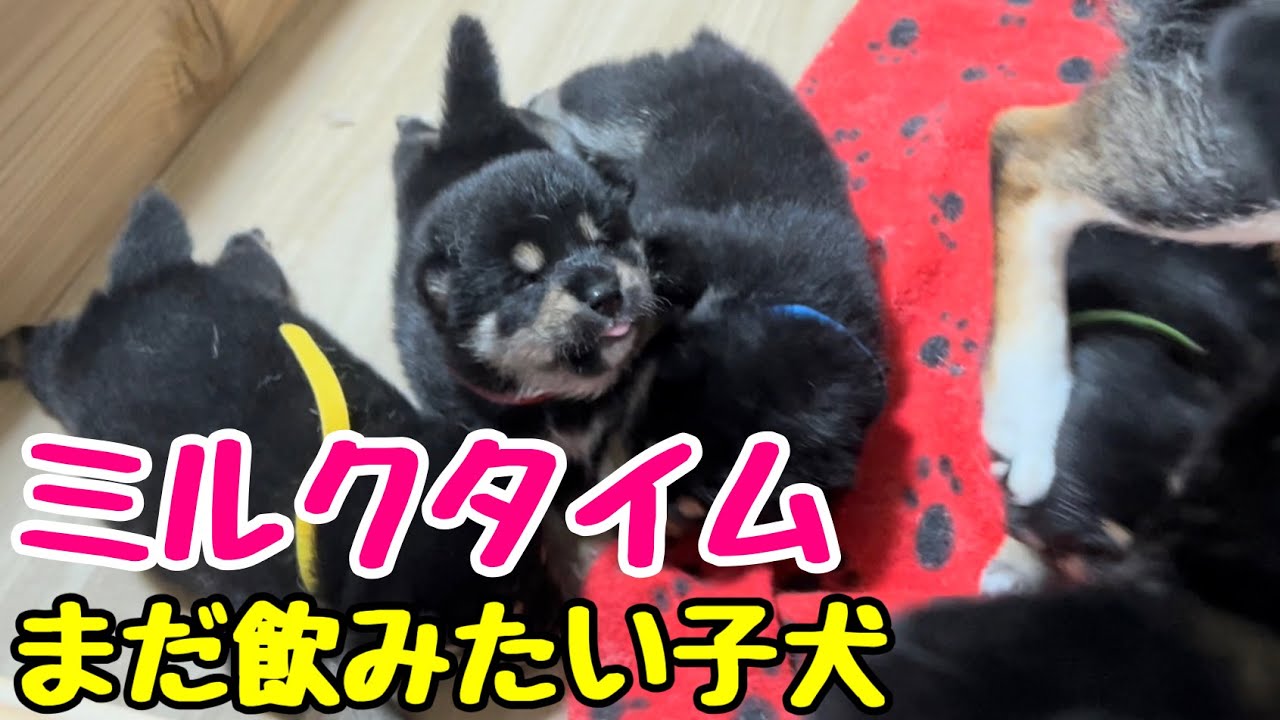 【柴犬 子犬】大きくなってきてミルクが少し物足りない子犬