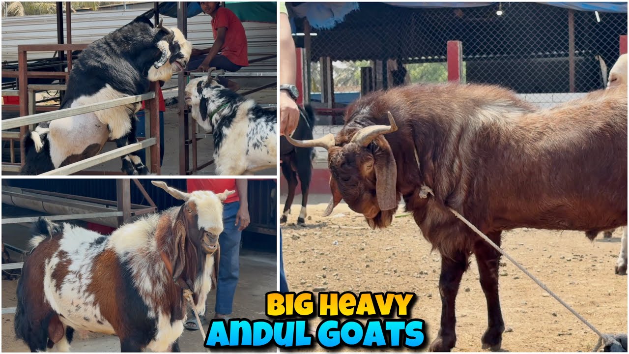 BIG HEAVY Top ANDUL Goats of Yateen&rsquo;s Agro Goat Farm Bhiwandi Mahapoli | BIG ANDUL MANDI