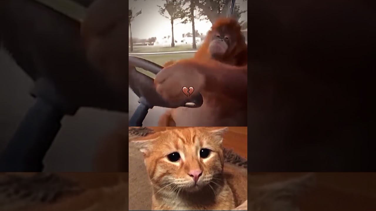 funny video here #bestfunny #mrbombastic#dontletthisflop #fantastic #memes #mrdark