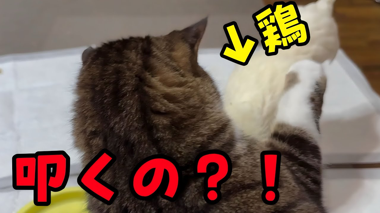 猫のポン太、一緒に暮らすニワトリに手を出してしまうのかっ？！