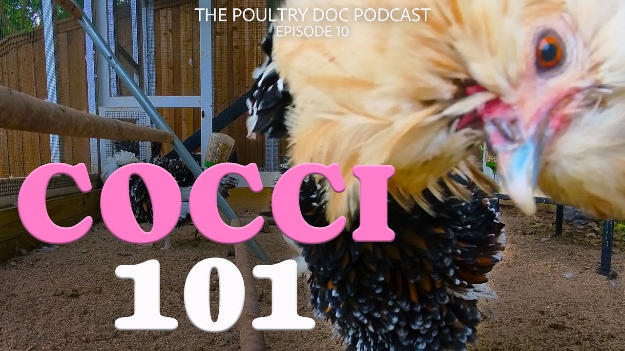 Cocci 101 - Dr. Blayne breaks down Coccidiosis, a Common Parasitic Disease in Backyard Chickens