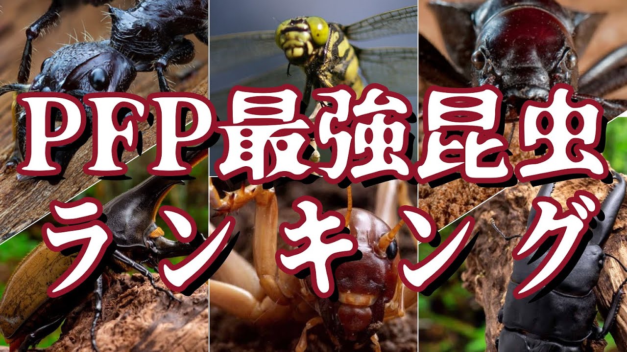 対決!!PFP最強昆虫ランキング（人間サイズ:体重100kg･体長2ｍ設定）