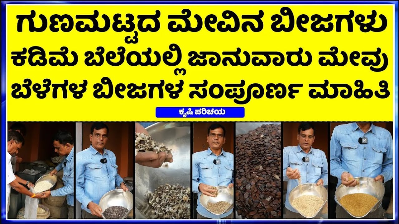9945138552 Maruthi fodder seeds cooperation ||ಹೆಚ್ಚು ಲಾಭ ಪಡೆಯಲು   Krushi Pari